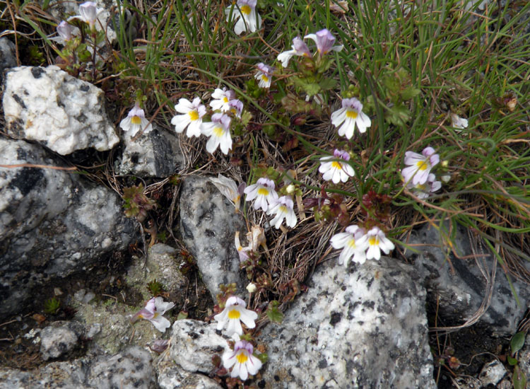 Euphrasia sp